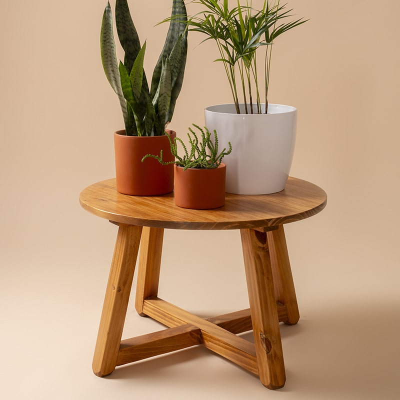Serene Still Life with Indoor Plants